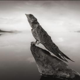 Lake turns Animals into Stone | Nick Brandt