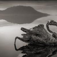 Lago Mortal que Convierte a los Animales en Estatuas