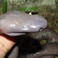 ¿Te la comes? | Serpiente ciega brasileña