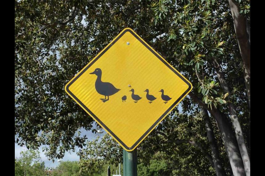 Patos cruzando autopista | Videos de Animales